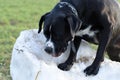 A large, black, dangerous dog is running across the autumnal winter field. Amstaff Mix. Royalty Free Stock Photo