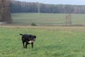 A large, black, dangerous dog is running across the autumnal winter field. Amstaff Mix. Royalty Free Stock Photo