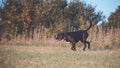 A large, black, dangerous dog is running across the autumnal winter field. Amstaff Mix. Royalty Free Stock Photo