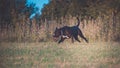 A large, black, dangerous dog is running across the autumnal winter field. Amstaff Mix. Royalty Free Stock Photo