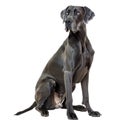 Large Black Dog Sitting on Top of White Floor Royalty Free Stock Photo