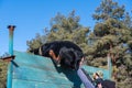 A large black dog is traversing a tall wooden fence. Trainer and offspring on the obstacle course. Mature male helps his hand male Royalty Free Stock Photo