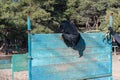 A large black dog is traversing a tall wooden fence. Training pets endurance and agility. Adult male Rottweiler training on the Royalty Free Stock Photo