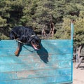 A large black dog is traversing a tall wooden fence. Training pets endurance and agility. Adult male Rottweiler training on the Royalty Free Stock Photo