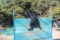 A large black dog is traversing a tall wooden fence. Training pets endurance and agility. Adult male Rottweiler training on the Royalty Free Stock Photo