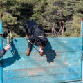 A large black dog is traversing a tall wooden fence. Training pets endurance and agility. Adult male Rottweiler training on the Royalty Free Stock Photo