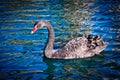 Black swan blue water California