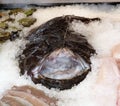 Large black flatfish on ice on a fish market stall Royalty Free Stock Photo