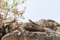 A large black forest lizard is resting on a stone and basking in the sun in the Yehudia National Natural Park in northern Israel Royalty Free Stock Photo