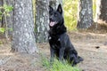 Large black German Shepherd mix breed dog sitting, pet rescue
