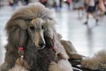 Large black grey poodle groomed before dog exhibition contest, pink rubber bands in hair