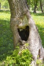 Large black hollow in a tree trunk. Summer green grass on background. Hole in the tree hollow opening manhole niche recess Royalty Free Stock Photo