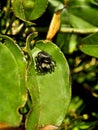 Large Black Jumping Spider