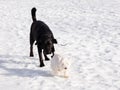 Large black labrador retriever walking in snow behind a West Highland White terrier Royalty Free Stock Photo