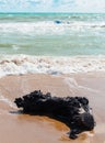 A large black log was thrown onto the beach after a violent storm in the Sea