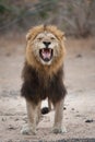 A large, black-maned lion baring his teeth.