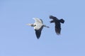 A northern Raven flying and attacking a grey heron aggressively. Royalty Free Stock Photo