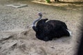 A large black ostrich with a long neck sits on the sand