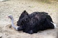 A large black ostrich with a long neck sits on the sand