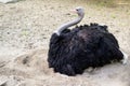 A large black ostrich with a long neck sits on the sand