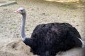 A large black ostrich with a long neck sits on the sand