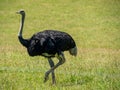 Large black ostrich walking through a field