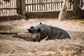 Large Black Pig In Farm. Pig Farming Is Raising And Breeding Of Domestic Pigs. It Is A Branch Of Animal Husbandry. Pigs Royalty Free Stock Photo