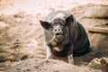 Large Black Pig In Sitting In Sand In Farm Yard. Pig Farming Is Raising And Breeding Of Domestic Pigs. It Is A Branch Of Royalty Free Stock Photo