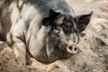 Large Black Pig Sleeping In Sand In Farm Yard. Pig Farming Is Raising And Breeding Of Domestic Pigs. It Is A Branch Of Royalty Free Stock Photo