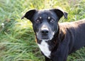 A large black pooch looks directly at the camera against the backdrop of the grass on the lawn. National black dog day