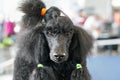 Large black poodle getting ready at dog show competition, hair groomed, detail on the face