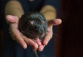 Large black rat adult rodent with intelligent look coat color mink close-up looks straight Royalty Free Stock Photo