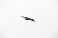 A large black raven flies away on a white background