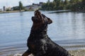 A large black Rottweiler breed dog plays in the water with a spray, catches them on the fly