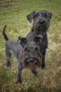 Large Black Schnauzer and a miniature Schnauzer looking upwards towards the camera