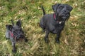 Large Black Schnauzer and a miniature Schnauzer looking upwards towards the camera with red collars