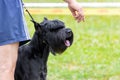 A large black shaggy dog breed giant schnauzer looks at the hand of the owner Royalty Free Stock Photo