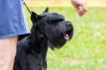 A large black shaggy dog breed giant schnauzer looks at the hand of the owner Royalty Free Stock Photo