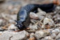 Large Black Slug, Arion ater in Glen Affric, Scottish Higlands Royalty Free Stock Photo