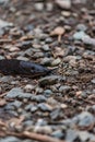 large black slug on ground Royalty Free Stock Photo