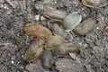 Large black slugs on soil