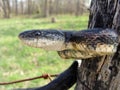 Large black snake called a Black Rat Snake Royalty Free Stock Photo