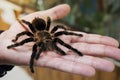 large black spider on the palm of a man's hand. A man holding a spider tarantula Royalty Free Stock Photo