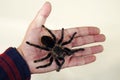 large black spider on the palm of a man's hand. A man holding a spider tarantula Royalty Free Stock Photo