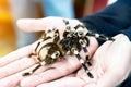 A large black spider on the palm of a man`s hand. A man holding a spider tarantula Royalty Free Stock Photo