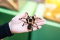 A large black spider on the palm of a man`s hand. A man holding a spider tarantula Royalty Free Stock Photo