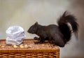 Large black squirrel checks out a bag of peanuts