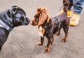 A large black Staffordshire bull terrier dog meets a small brown dog with cute fluffy ears. The small dog is wearing a harness. Royalty Free Stock Photo