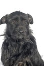 Large black terrier Royalty Free Stock Photo