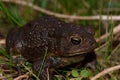 Large black toad Royalty Free Stock Photo